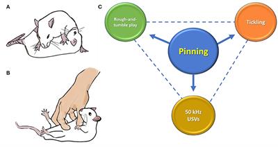 Crying With Laughter: Adapting the Tickling Protocol to Address Individual Differences Among Rats in Their Response to Playful Handling